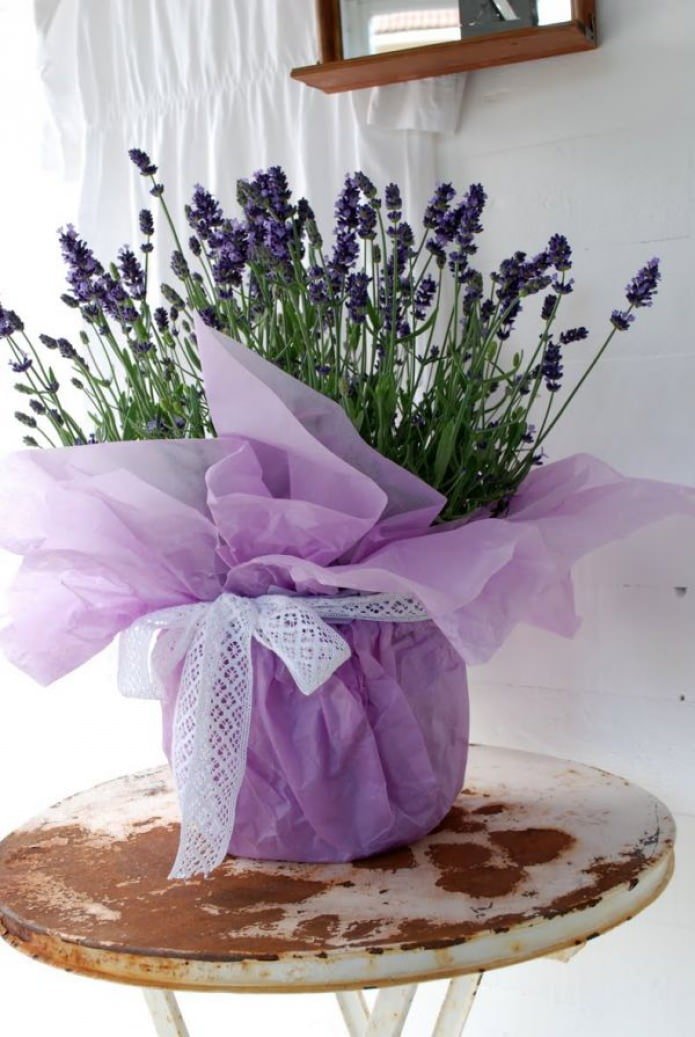 lavendel in een pot