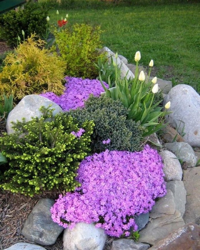 bloemen voor een alpenweide
