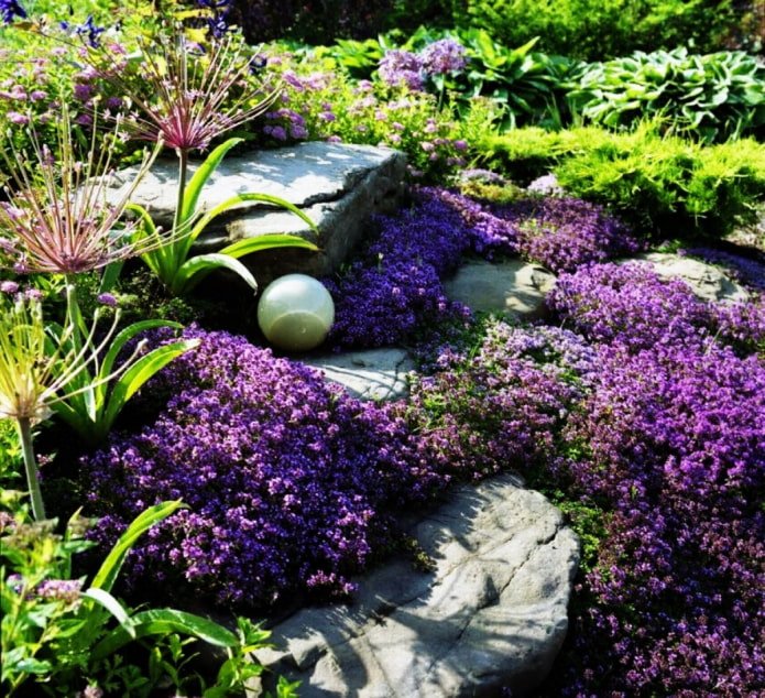 kruipende planten voor rotstuinen