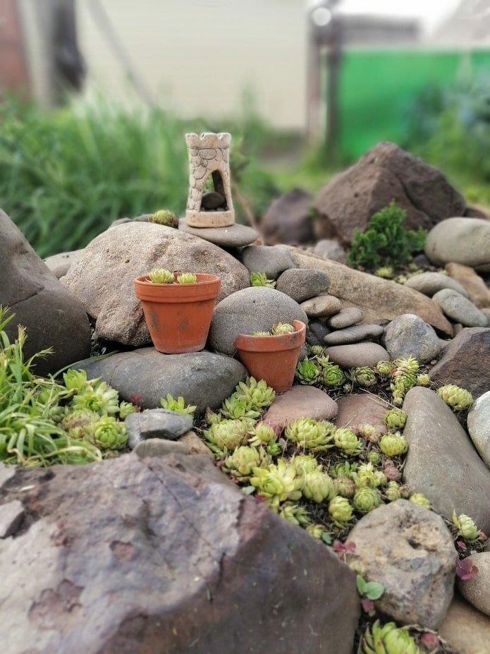 vetplanten in de tuin