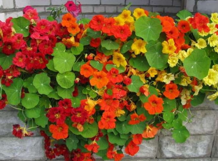 Oost-Indische kers