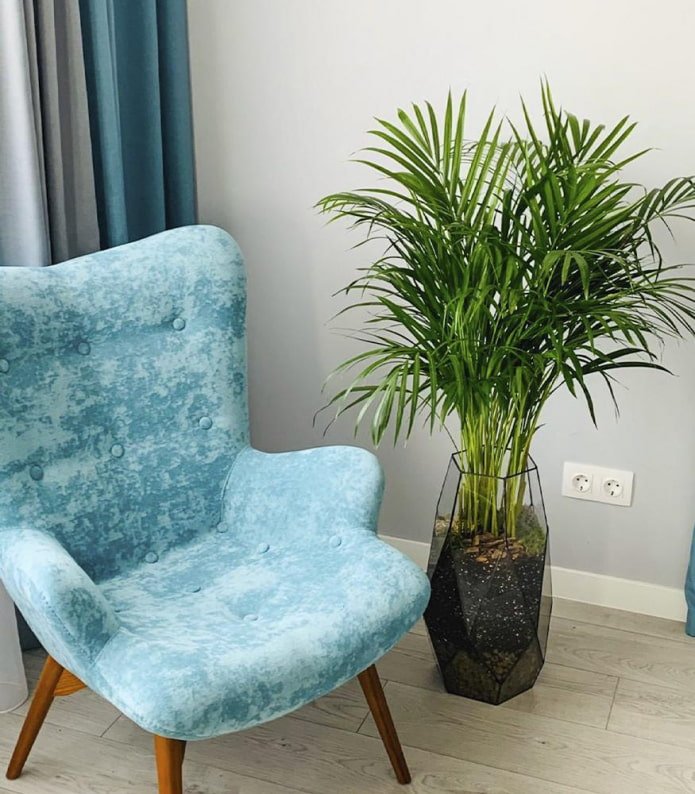 Dypsis in een stijlvolle bloempot