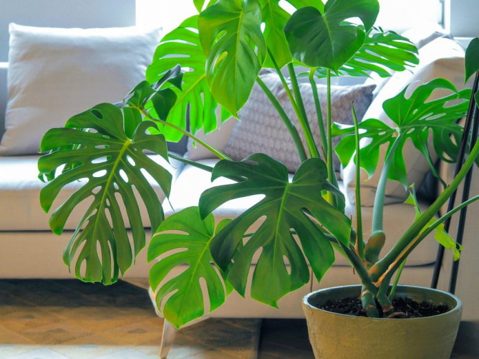 Monstera in een pot