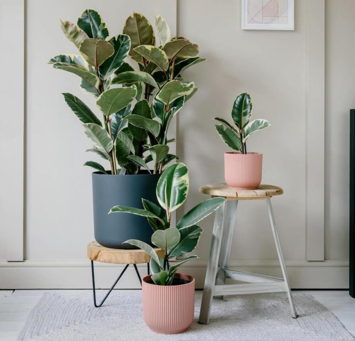 Grootbladige ficus binnen