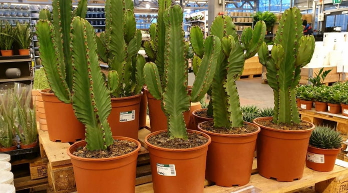 Euphorbia in potten in een kwekerij