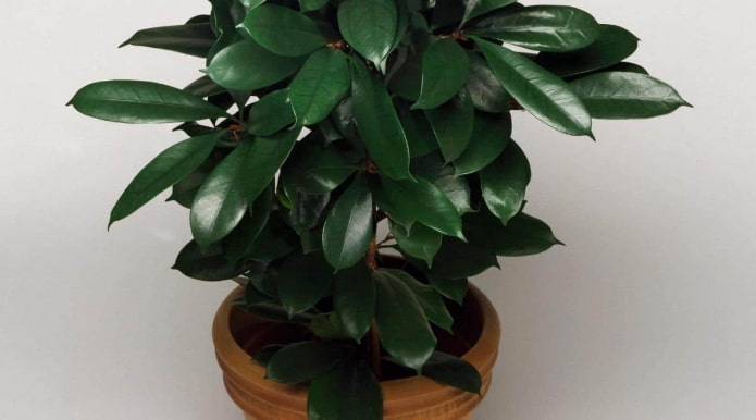 Diepgroene bladeren van de Ficus cyatistipula