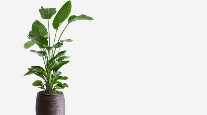 Grote Strelitzia plant in een pot