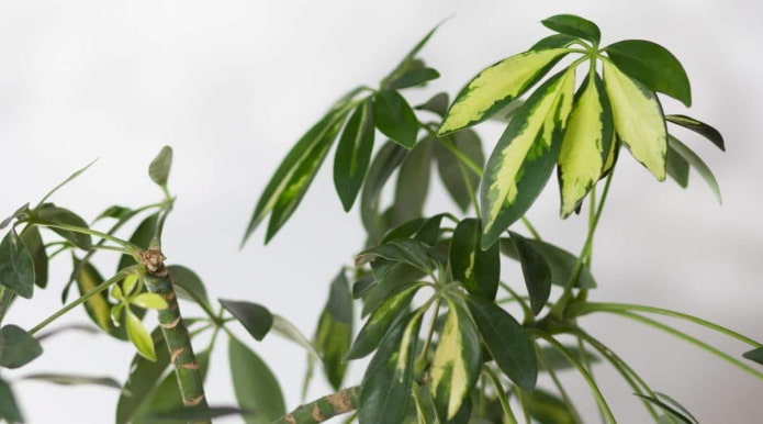 Tweekleurige boomachtige schefflera