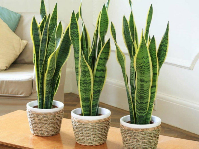 Driebladige Sansevieria binnen