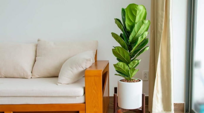 Ficus lyrata in een witte pot