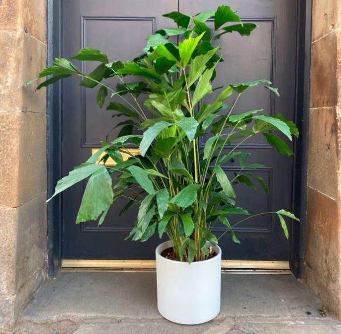 Caryotama in een witte container