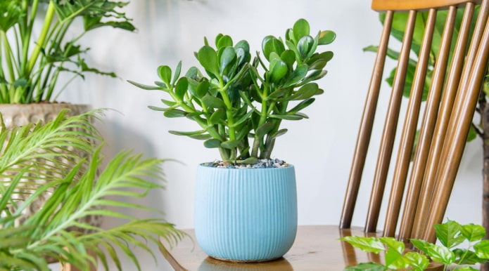 Crassula ovata op tafel
