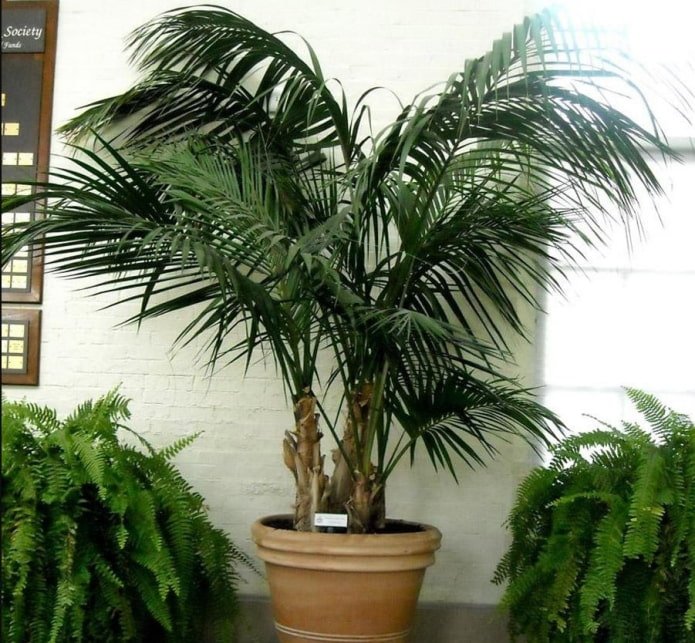 palmbomen in pot