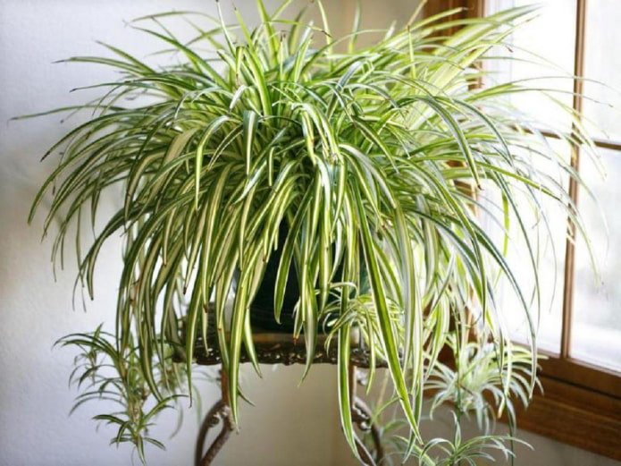 Chlorophytum in het interieur