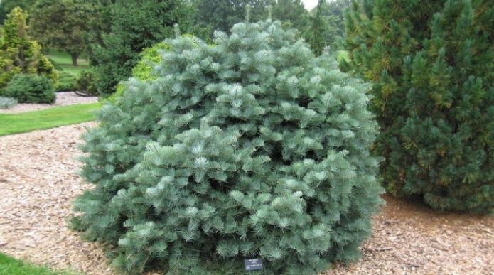 Abies monochromatic