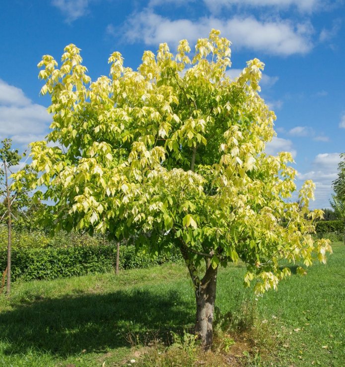 essenbladige esdoorn