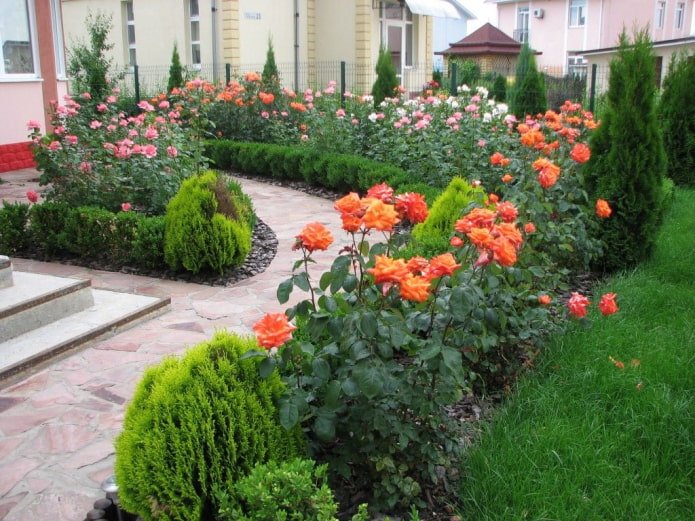 rozen