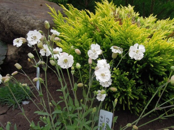 zijdenkruid bloemen