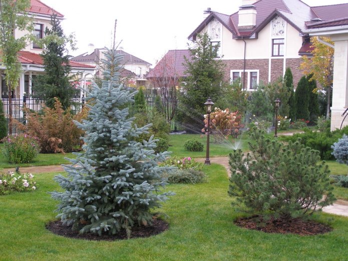 Spar in de tuin