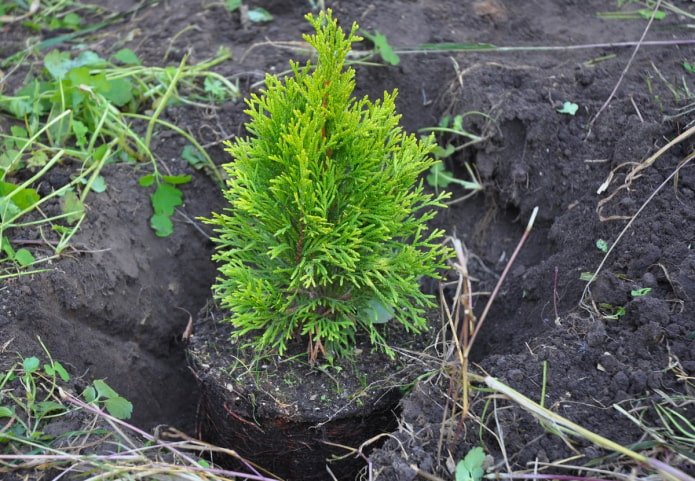 Thuja planten in de herfst