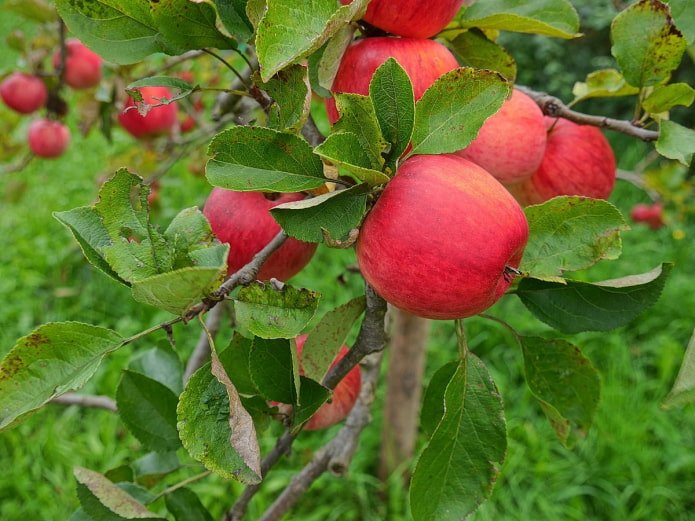 Appelboom