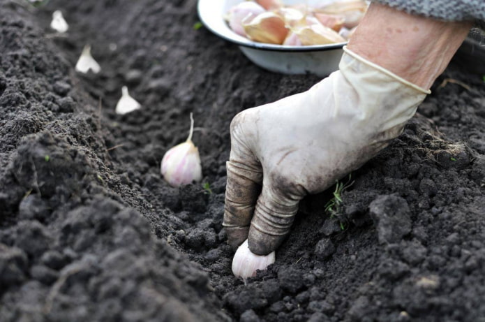 Knoflook planten