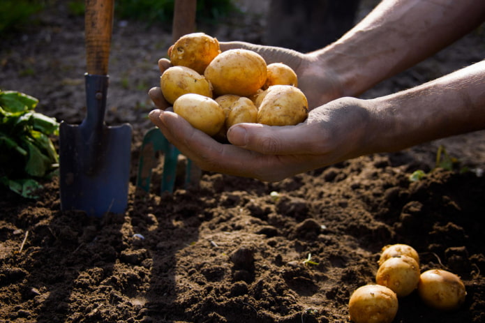 Vroege aardappelen
