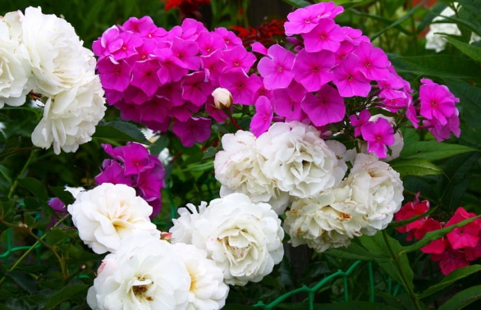 Phlox met rozen
