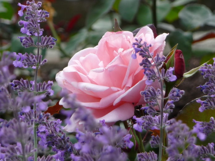 Roos en lavendel