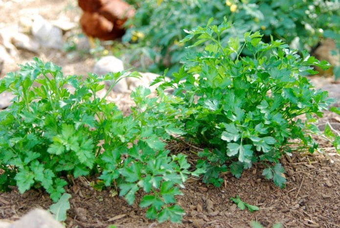 Peterselie in het tuinbed