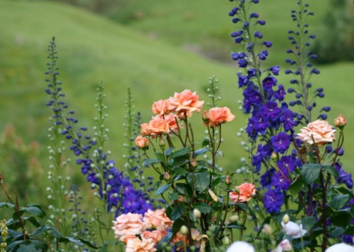 Delphinium en roos