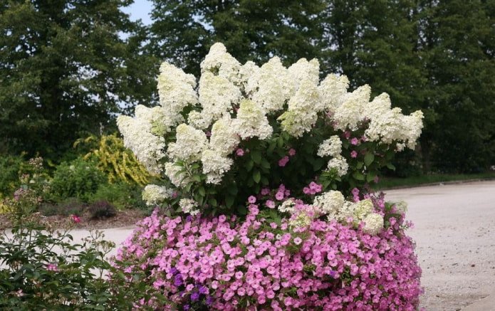 Hortensia met petunia's