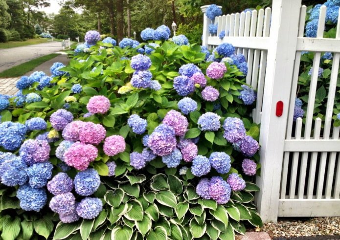 Hosta en hortensia