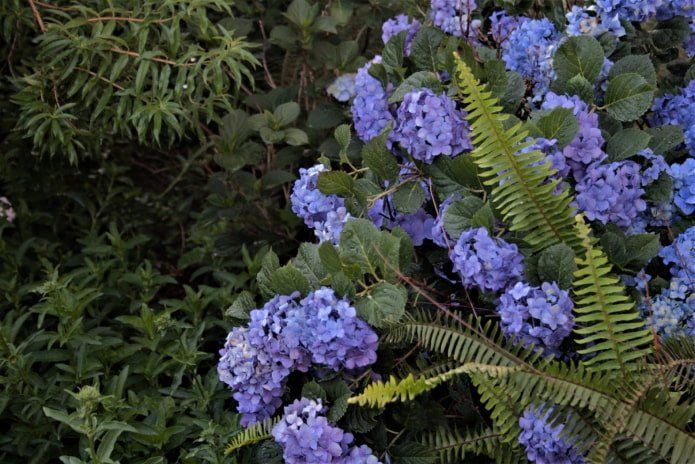 Hortensia met varen