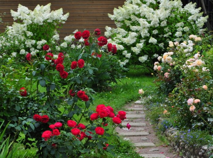Rozen en hortensia's