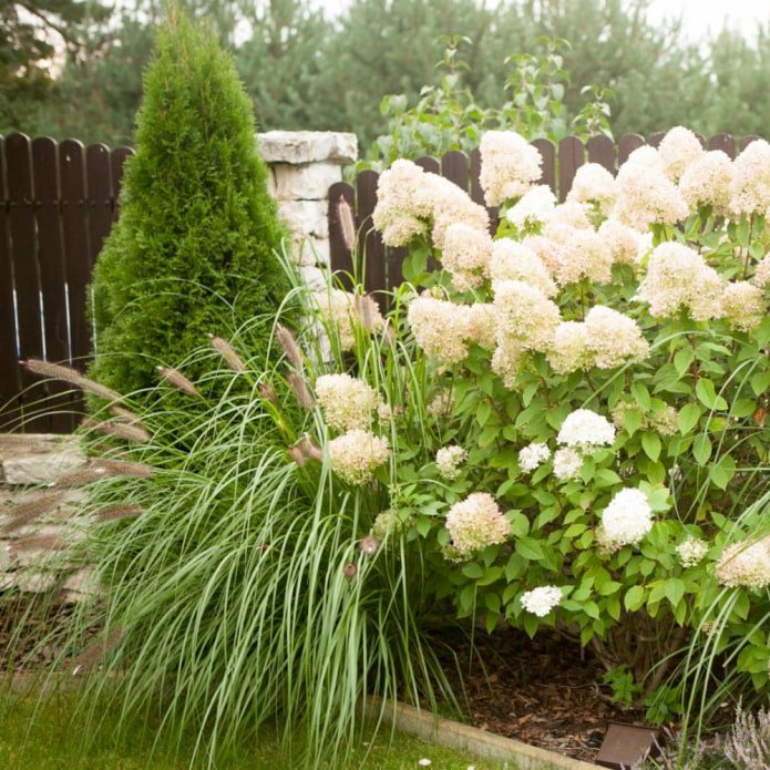 Granen en hortensia