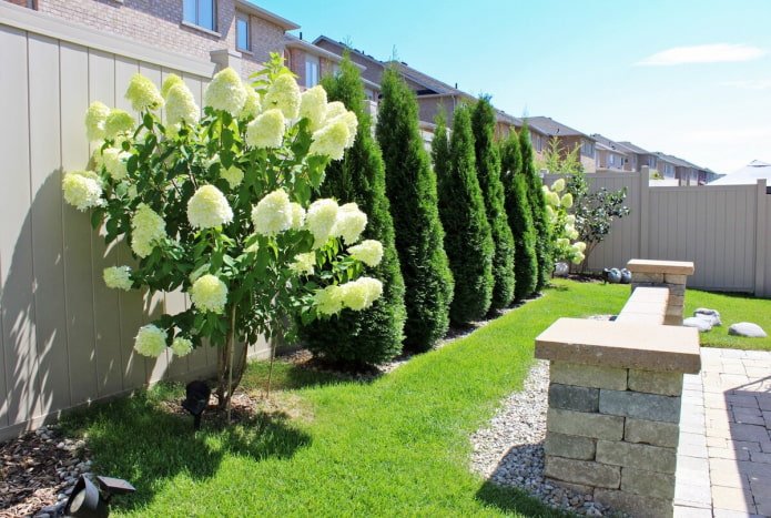 Hortensia met thujas