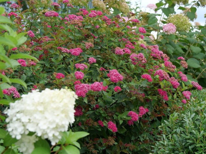 Roze spirea