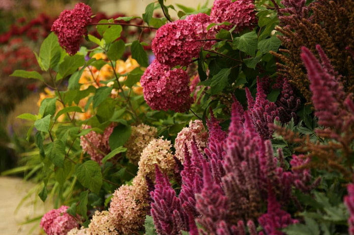 Astilbe en hortensia