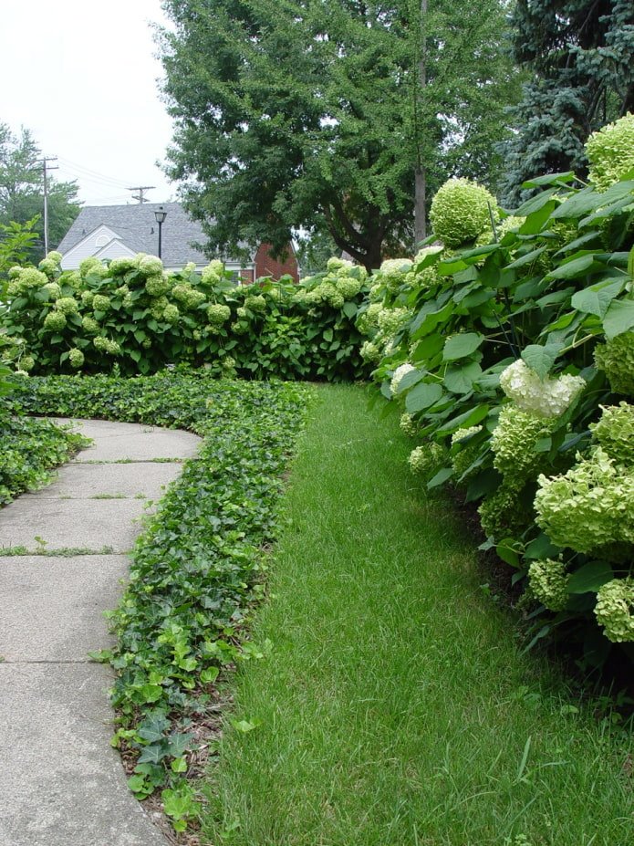 witte hortensia op de site