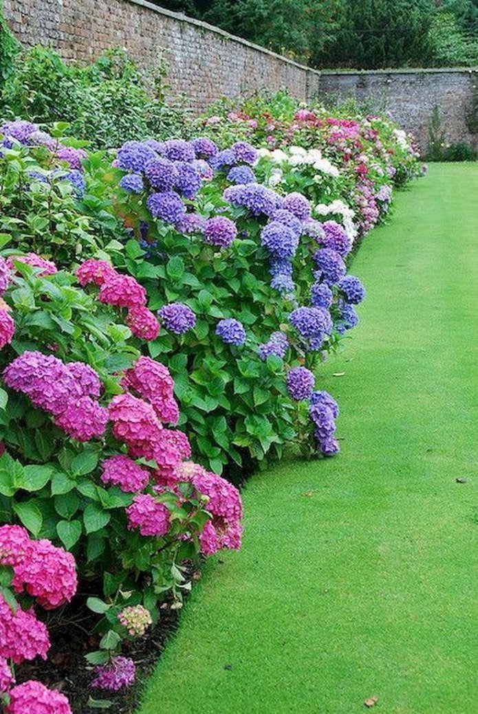 gekleurde hortensia langs de schutting
