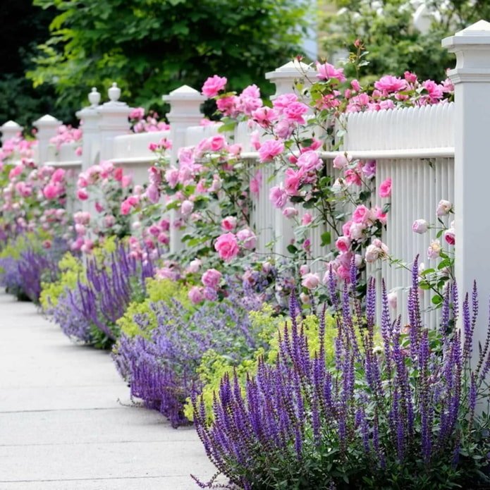 lavendel op het perceel