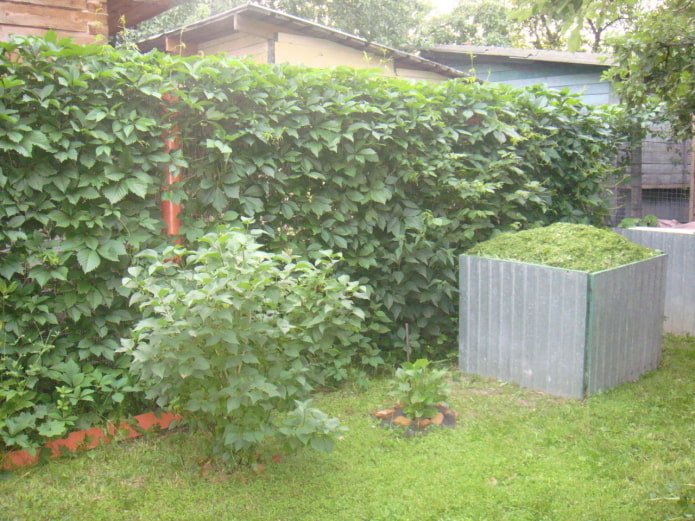klimplanten in de tuin