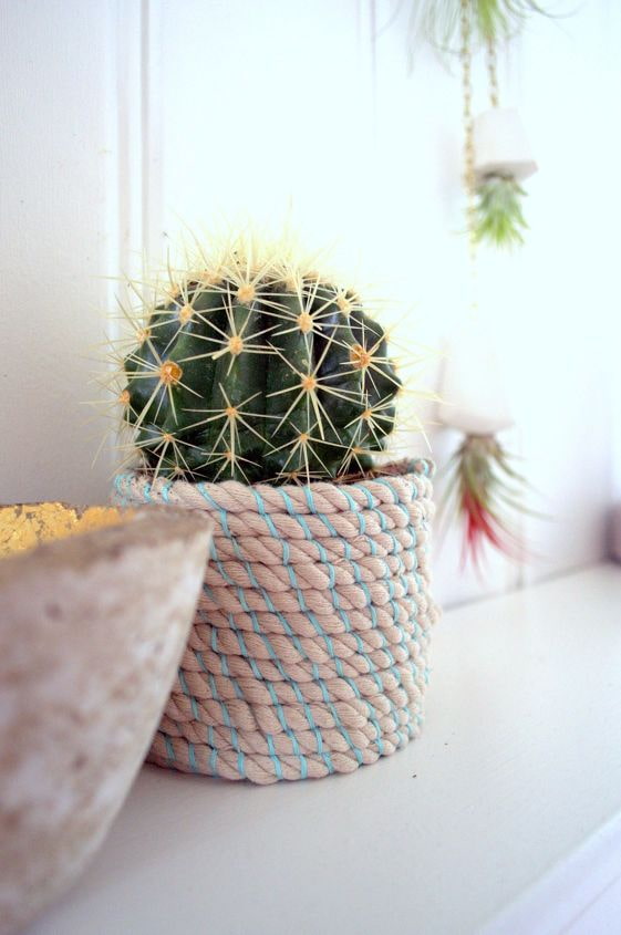 cactus in een pot