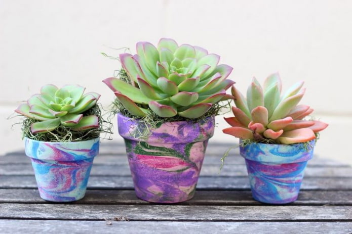 vetplanten in veelkleurige potten