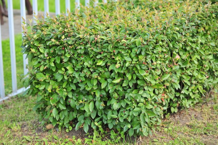 hoe ziet cotoneaster eruit