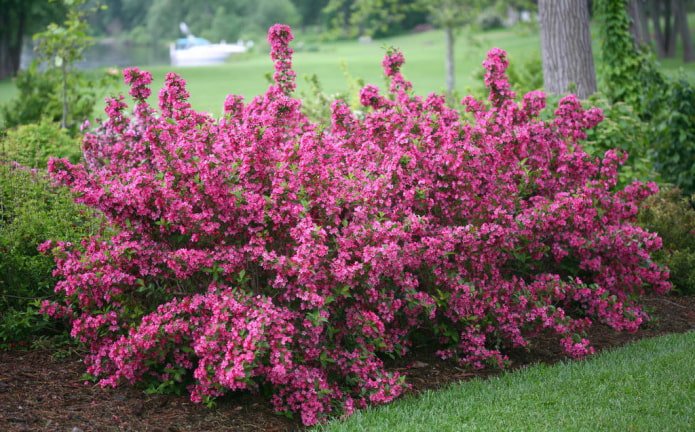 bloeiende roze Weigela