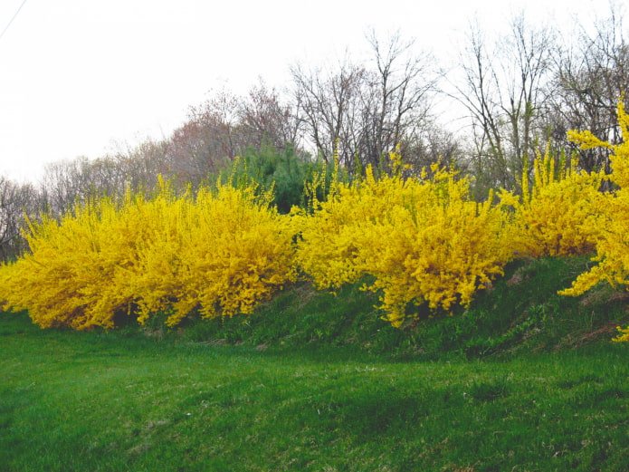 hoe forsythia bloeit