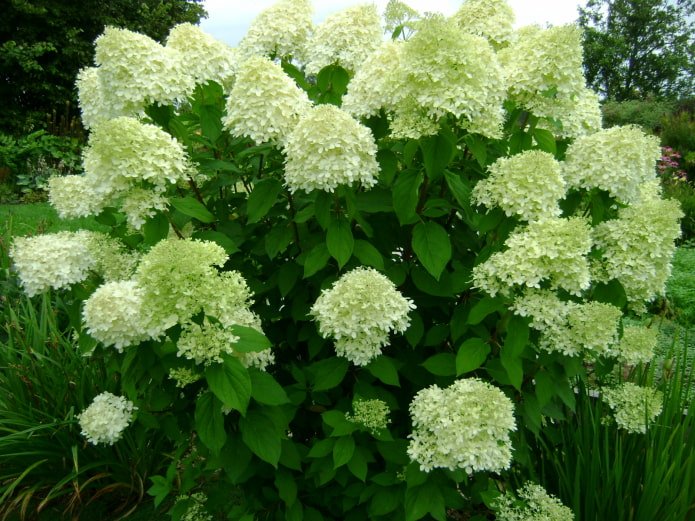 bloei van de pluimhortensia