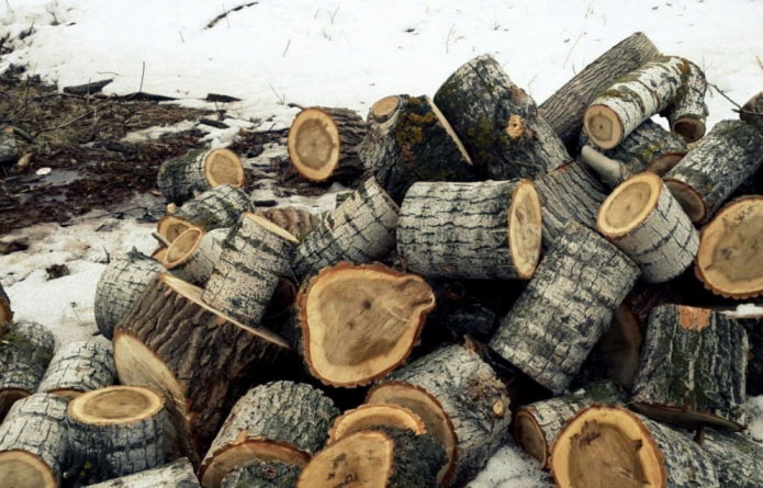 Populierenstronk brandhout